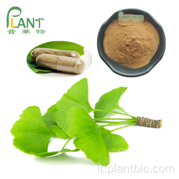 EP UPS Estratto di foglie di Ginkgo biloba in polvere